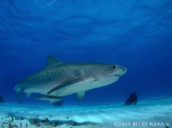 Pregnant female tiger shark and diver observing her by Becky Kagan 